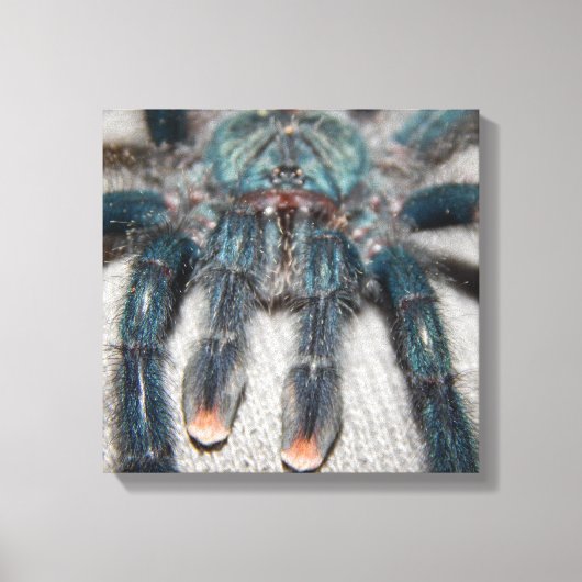 blauwe tarantula canvas afdruk (Voorkant)