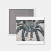 blauwe tarantula magneet (Voorkant / Achterkant)