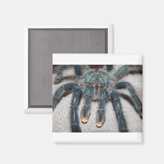 blauwe tarantula magneet (Voorkant / Achterkant)