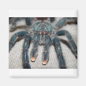 blauwe tarantula magneet (Voorkant)