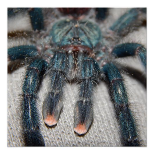 blauwe tarantula perfect poster (Voorkant)