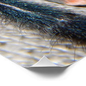 blauwe tarantula perfect poster (Hoek)
