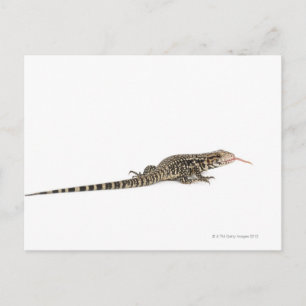 Blauwe tegu - Tupinambis merianae Briefkaart