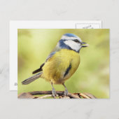 Blauwe tiervogel briefkaart (Voorkant / Achterkant)