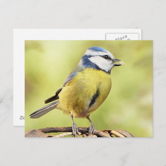 Blauwe tiervogel briefkaart (Voorkant / Achterkant)
