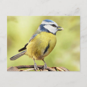 Blauwe tiervogel briefkaart