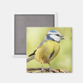 Blauwe tiervogel magneet (Voorkant / Achterkant)