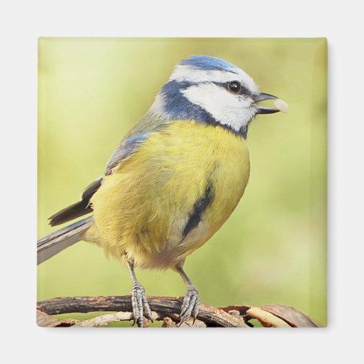 Blauwe tiervogel magneet (Voorkant)