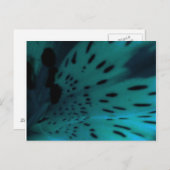 Blauwe tijger briefkaart (Voorkant / Achterkant)