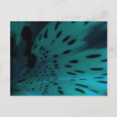 Blauwe tijger briefkaart (Voorkant)