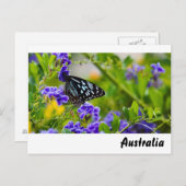 Blauwe tijgervlinder briefkaart (Voorkant / Achterkant)