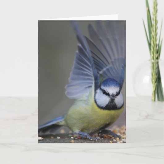 Blauwe tit vogel mooie vleugels kaart (Voorkant)