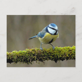 Blauwe Titbird Briefkaart