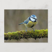 Blauwe Titbird Briefkaart (Voorkant)