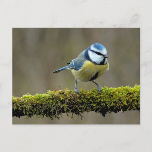 Blauwe Titbird Briefkaart (Voorkant)