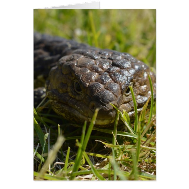 Blauwe tonghagedis dicht bij elkaar, (Voorkant)