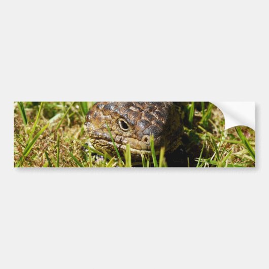 Blauwe tonghagedis in de gras, bumpersticker (Voorkant)