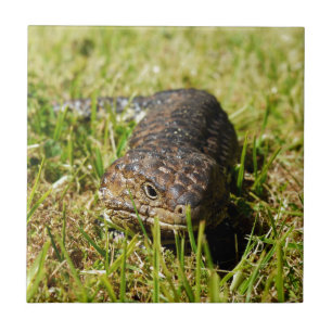 Blauwe tonghagedis in de gras, tegeltje