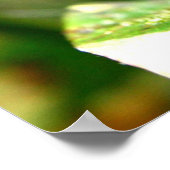 Blauwe transparante vlinder, Costa Rica Poster (Hoek)