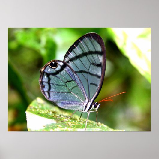 Blauwe transparante vlinder, Costa Rica Poster (Voorkant)