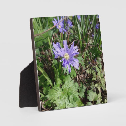 Blauwe tuinbloem fotoplaat (Voorkant)