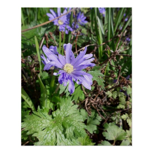 Blauwe tuinbloem perfect poster (Voorkant)