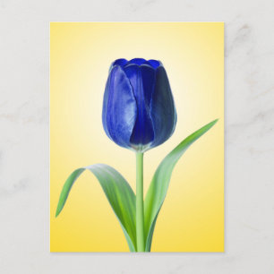 Blauwe Tulp minimale Natuur foto Briefkaart