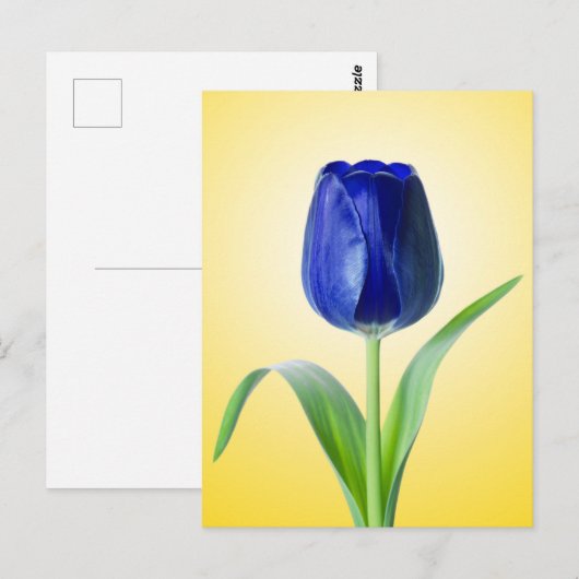 Blauwe Tulp minimale Natuur foto Briefkaart (Voorkant / Achterkant)