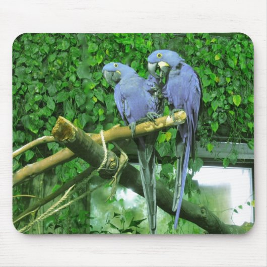 Blauwe TweelingPapegaaien Muismat (Voorkant)