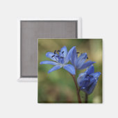 blauwe veer magneet (Voorkant / Achterkant)