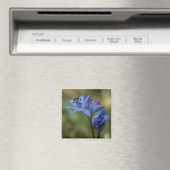 blauwe veer magneet (Insitu (Vaatwasser))