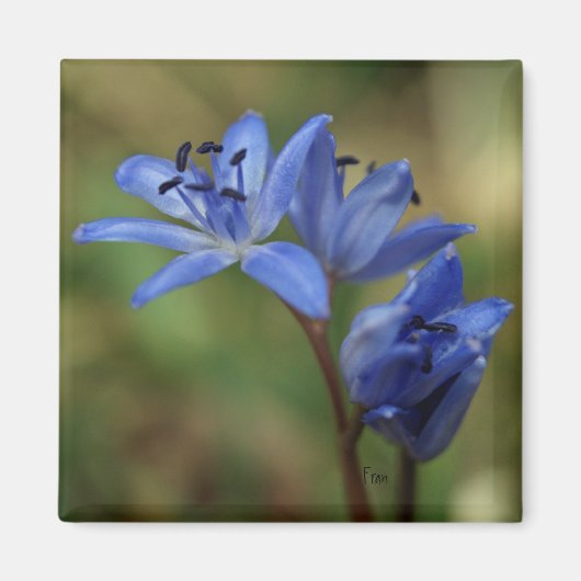 blauwe veer magneet (Voorkant)
