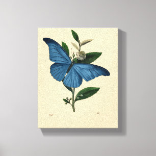 Blauwe Vintage Vlinder Canvas Afdruk