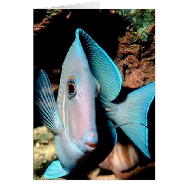 blauwe vis (Voorkant)