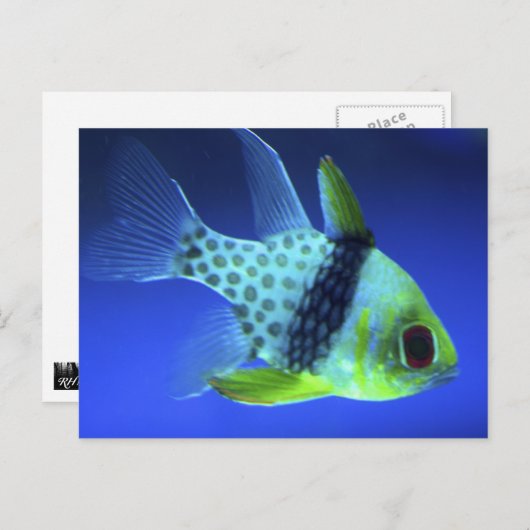 Blauwe vis briefkaart (Voorkant / Achterkant)