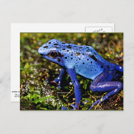 Blauwe viskikker briefkaart (Voorkant / Achterkant)