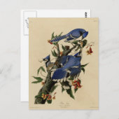 Blauwe Vlaamse gaai Briefkaart (Voorkant / Achterkant)