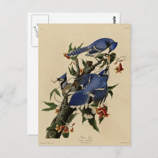 Blauwe Vlaamse gaai Briefkaart (Voorkant / Achterkant)