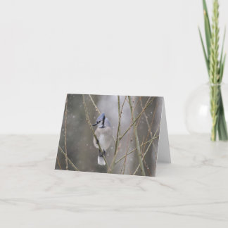 Blauwe Vlaamse gaai in de Sneeuw Kaart