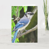 Blauwe Vlaamse gaai Kaart (Voorkant)