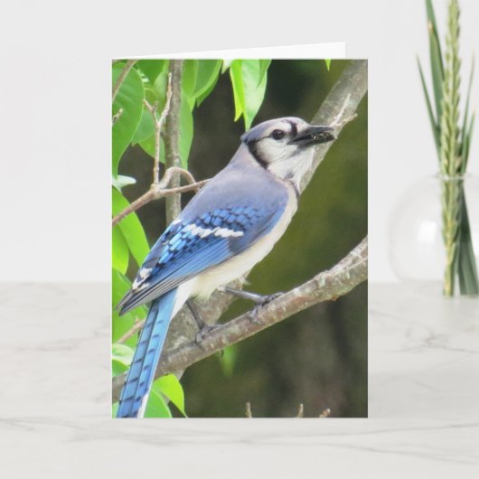 Blauwe Vlaamse gaai Kaart (Voorkant)