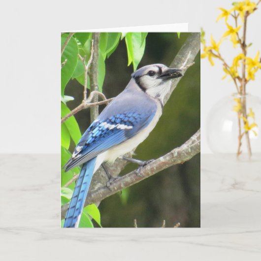 Blauwe Vlaamse gaai Kaart (Gele Bloem)