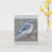 Blauwe Vlaamse gaai op boomtak Kaart (Gele Bloem)