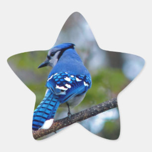Blauwe Vlaamse gaai Ster Sticker