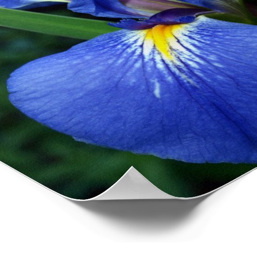 Blauwe vlag Beauty Poster (Hoek)