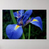 Blauwe vlag Beauty Poster (Voorkant)