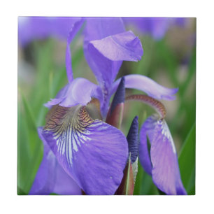 Blauwe vlag Iris bloem Natuur Tegeltje