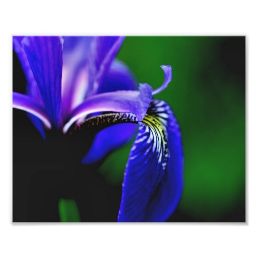 Blauwe Vlag Iris Bloemblad 8x10 Close Up Foto Afdruk (Voorkant)