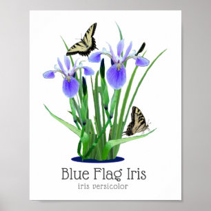 Blauwe vlag Iris en Swallowtail Butterflies Poster