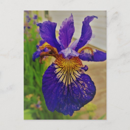 Blauwe Vlag Iris Fleur de Lys Frans Canada Quebec Briefkaart (Voorkant)